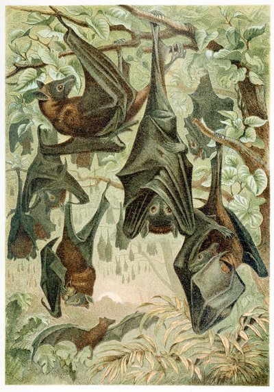 Flying Foxes, Brehms Tierleben, pub. 1860-as évek színes litográfia, 1860. alkotó: German School