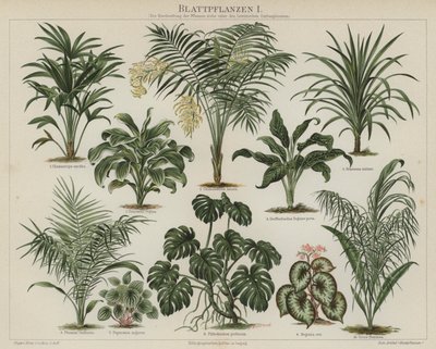 Lombozatú növények (színes litho) alkotó: German School
