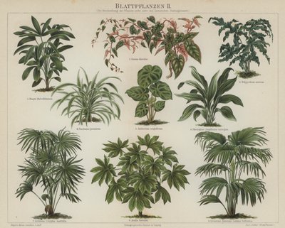 Lombozatú növények (színes litho) alkotó: German School
