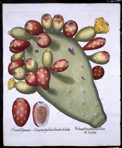 Folium Opuntia a Hortus Eystettensistől, Basil Besler (1561-1629) pub. 1613 (kézzel színezett metszet) alkotó: German School
