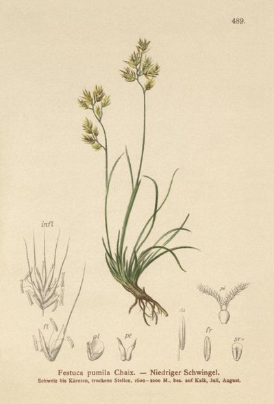 Négylevelű csenkesz (Festuca pumila, Festuca quadriflora) alkotó: German School