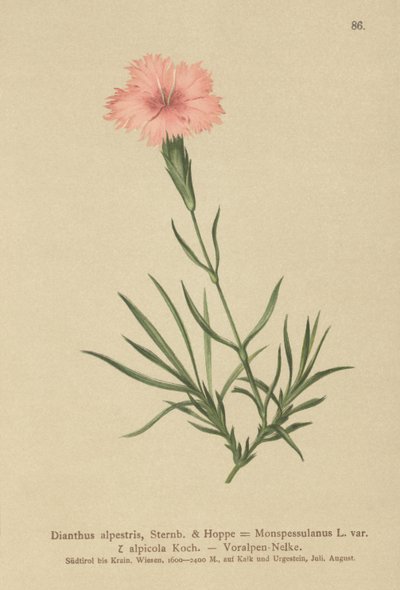 Rojtos rózsaszín (Dianthus Monspessulanus, Dianthus alpestris, Dianthus alpicola) alkotó: German School