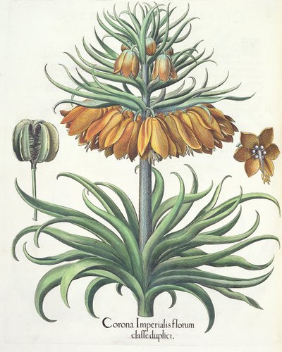 Fritillary: Császári virágok koronája, Basil Besler (1561-1629), pub. 1613 alkotó: German School