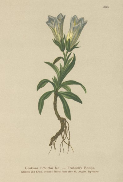 Froelichs Gentian (Gentiana Froelichii) alkotó: German School