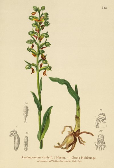Béka orchidea (Coeloglossum viride) alkotó: German School