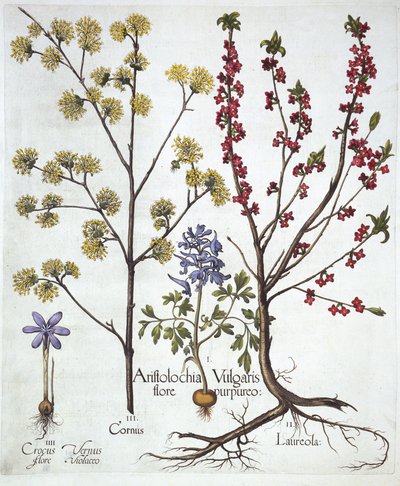 Fumewort, Daphne mezereum, Cornelian Cherry és Spring Crocus, Hortus Eystettensis, Basil Besler (1561-1629), pub. 1613 (kézzel színezett metszet) alkotó: German School