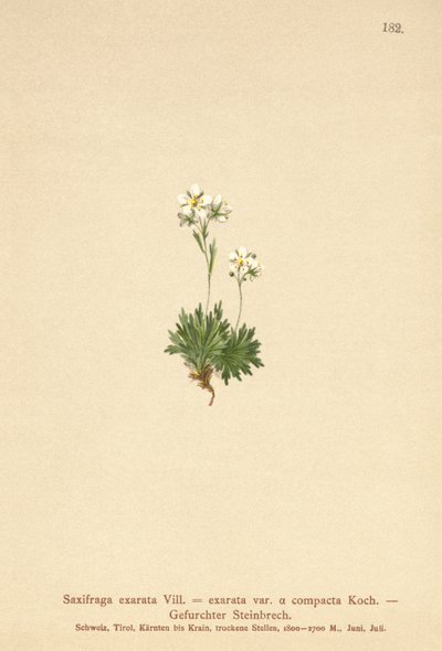 Barázdás szász (Saxifraga exarata, Saxifraga exarata var. compacta, Saxifraga exarata ssp. moschata) alkotó: German School