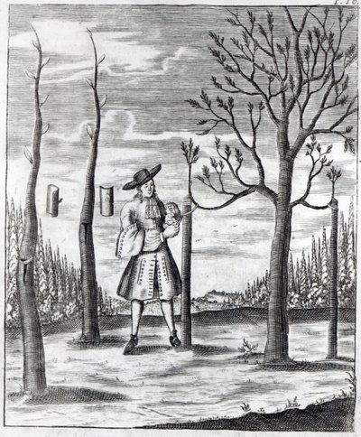 Kertészeti és növényi betegségek, illusztráció Heinrich Hesse „Neue Garten-lust” című művéből, 1696 alkotó: German School