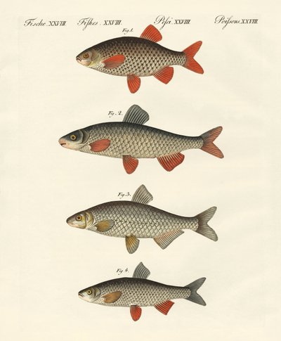 Német folyami hal alkotó: German School