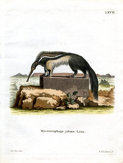 Óriás hangyász (színes metszet) alkotó: German School