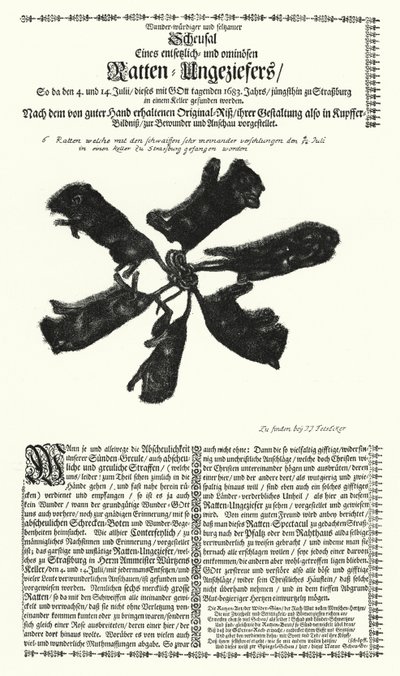 1683-ban Strasbourgban fogott óriási patkányok (metszet) alkotó: German School