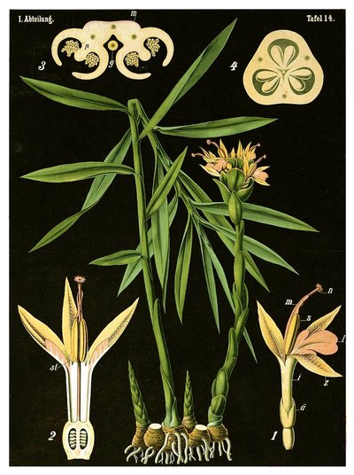 Gyömbér (Zingiber officinale Roscoe) 1890 körül (kromolitográfia) alkotó: German School