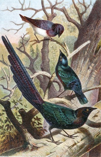 Fényes Starlings, lemez a "Brehms Tierleben: Allgemeine Kunde des Tierreichs"-ből, 4. kötet, p. 392, kiadja a Bibliographisches Institut alkotó: German School