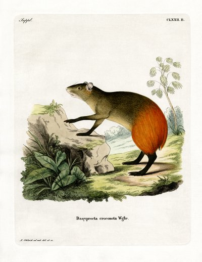 Aranybordás Agouti (színes metszet) alkotó: German School