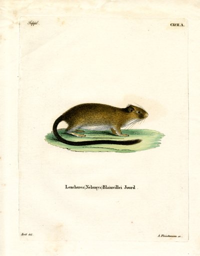 Golden Atlantic Tree Rat (színes metszet) alkotó: German School