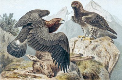 Golden Eagle, lemez a "Brehms Tierleben: Allgemeine Kunde des Tierreichs" 6. kötetből, 266. o., kiadó: Bibliographisches Institut alkotó: German School