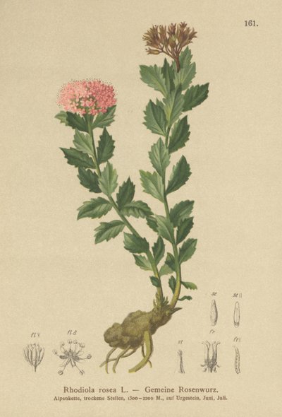 Aranygyökér (Rhodiola rosea) alkotó: German School