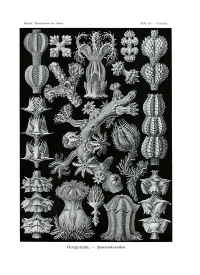 Gorgonid, 1899-1904 alkotó: German School