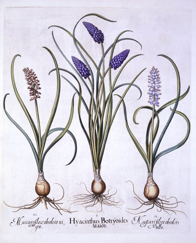 Szőlőjácintok, a Hortus Eystettensisből, Basil Besler (1561-1629), pub. 1613 (kézzel színezett metszet) alkotó: German School