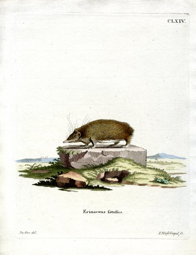 Nagy sündisznó Tenrec (színes metszet) alkotó: German School