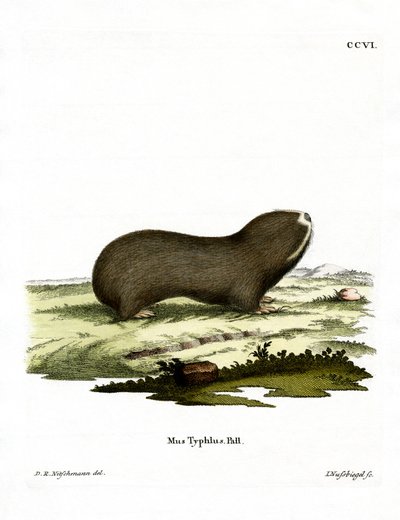 Nagyvakond patkány (színes gravírozás) alkotó: German School