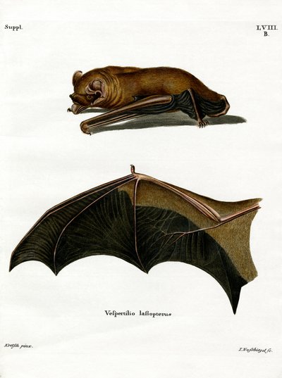 Greater Noctule Bat (színes metszet) alkotó: German School