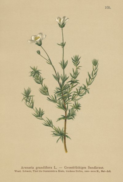 Homokfű (Arenaria grandiflora) alkotó: German School