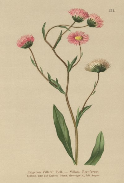 Görög Fleabane (Erigeron Villarsii, Erigeron atticus) alkotó: German School