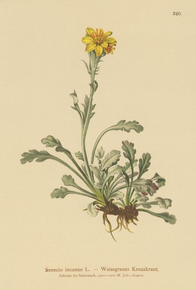 Szürke parlagfű (Senecio incanus) alkotó: German School