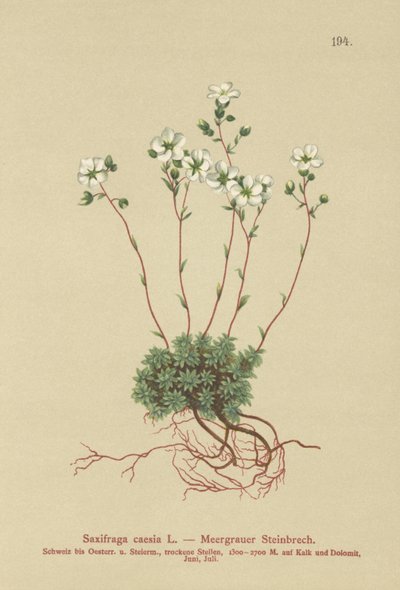 Szürke szaxifrage (Saxifraga caesia) alkotó: German School