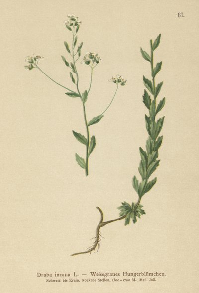 Szürke Whitlow-fű (Draba incana,) alkotó: German School