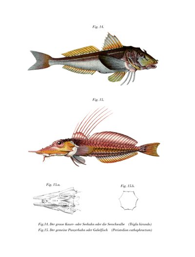 Gurnard Perlon (színes litó) alkotó: German School