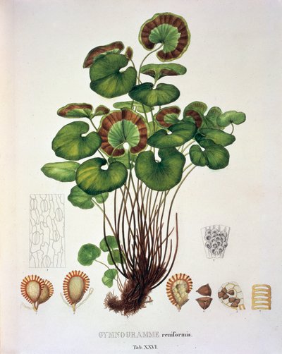 Gymnogramme Reniformis, XXVI. táblázat a „Plantarum Cryptogamicarum Brasiliensiumból”, Johann Baptist Von Spix és Carl Friedrich Von Martius alkotó: German School