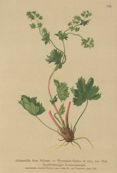 Szőrtelen hölgyköpeny (Alchemilla fissa, Alchemilla Pyrenaica) alkotó: German School