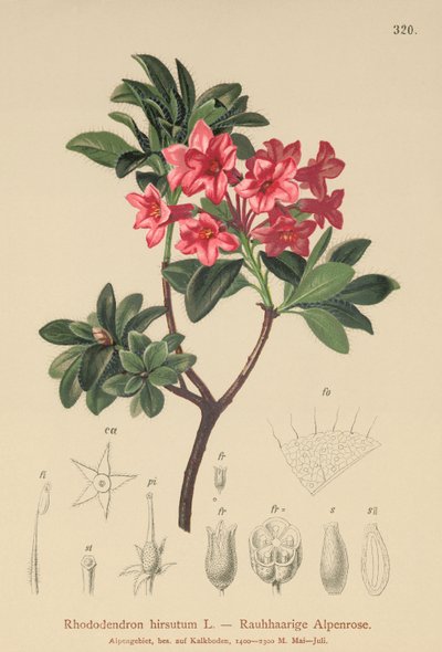 Szőrös alpesi rózsa (Rhododendron hirsutum) alkotó: German School