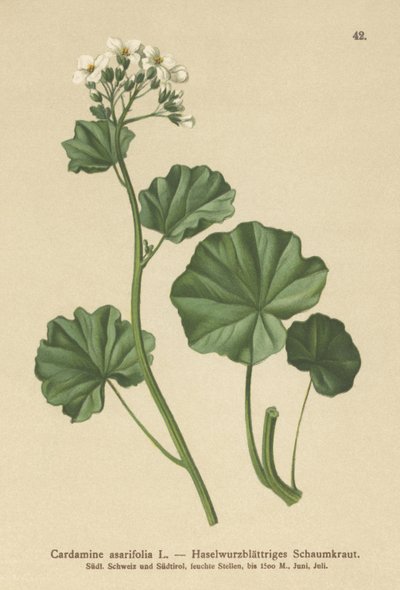 Szőrös keserűtorma (Cardamine asarifolia) alkotó: German School