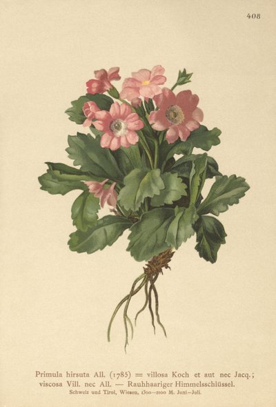 Szőrös kankalin (Primula hirsuta) alkotó: German School