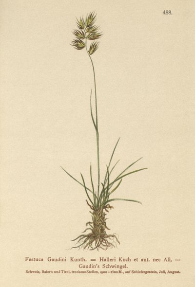 Hallers csenkesz (Festuca Gaudini, Festuca Hallerie) alkotó: German School