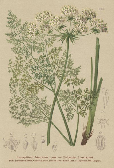 Hallers Sermountain (Laserpitium hirsutum, Laserpitium haller, Laserpitium panax) alkotó: German School