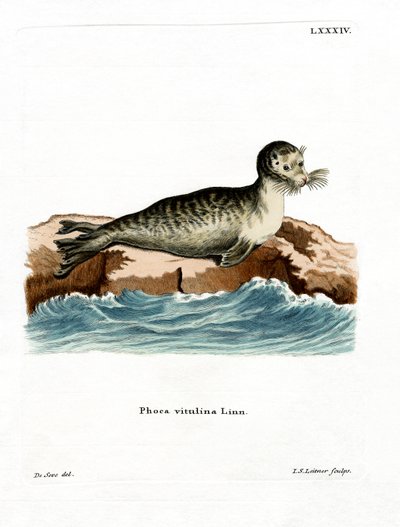 Harbor Seal (színes gravírozás) alkotó: German School