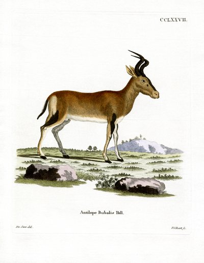 Hartebeest (színes metszet) alkotó: German School