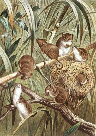 Harvest Mouse, lemez a "Brehms Tierleben: Allgemeine Kunde des Tierreichs", 2. kötet, 515. o., Bibliographisches Institut kiadásában alkotó: German School