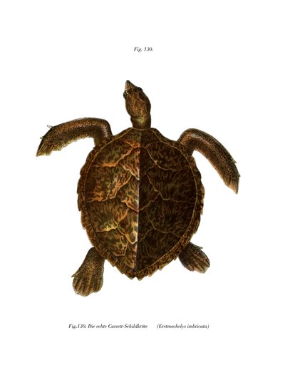 Hawksbill Turtle (színes tagok) alkotó: German School