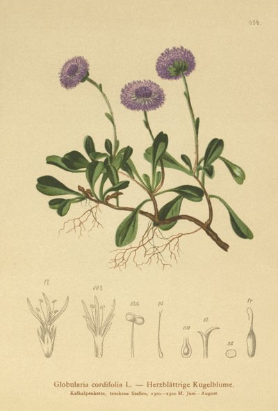 Szívlevelű százszorszép (Globularia cordifolia) alkotó: German School