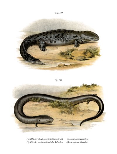 Hellbender (színes litó) alkotó: German School