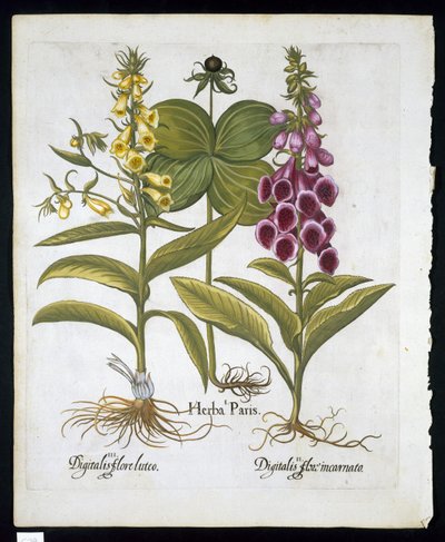 Herb Paris (Solanum quadrifolium), közönséges gyűszűvirág (Digitalis Purpurea) Nagy sárga gyűszűvirág a Hortus Eystettensistől, Basil Besler (1561-1629) kocsma 1613 (kézzel színezett metszet) alkotó: German School