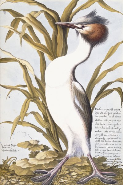 Gém, 1750-1800 alkotó: German School