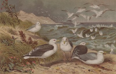 Sirálysirály és feketehátú sirály, lemez Brehms Tierlebenből: Allgemeine Kunde des Tierreichs, 6. kötet, 108. o., a Bibliográfiai Intézet kiadása, 1892 alkotó: German School