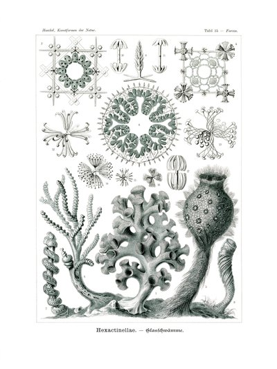 Hexactnellae, 1899-1904 alkotó: German School