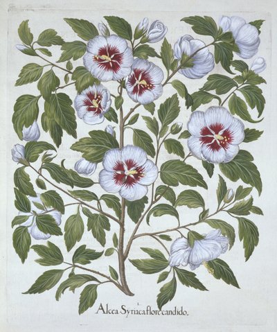 Hibiscus syriacus, a Hortus Eystettensisből, Basil Besler (1561-1629), pub. 1613 (kézzel színezett metszet) alkotó: German School